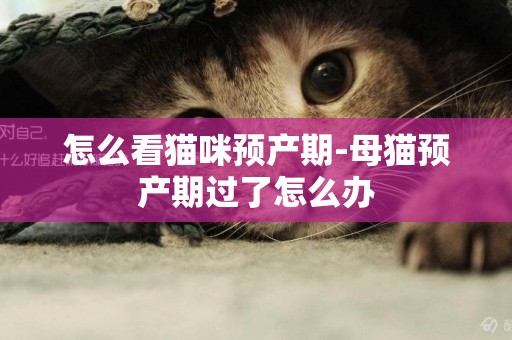 怎么看貓咪預產期-母貓預產期過了怎么辦