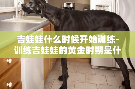 吉娃娃什么時候開始訓練-訓練吉娃娃的黃金時期是什么時候