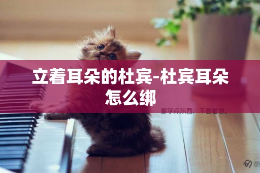 立著耳朵的杜賓-杜賓耳朵怎么綁