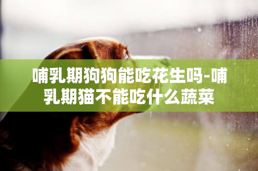 哺乳期狗狗能吃花生嗎-哺乳期貓不能吃什么蔬菜