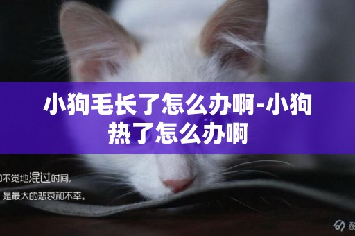 小狗毛長了怎么辦啊-小狗熱了怎么辦啊