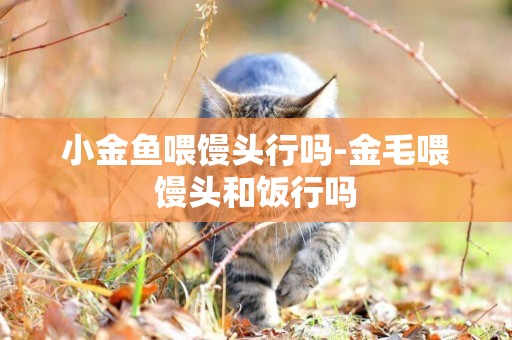 小金魚喂饅頭行嗎-金毛喂饅頭和飯行嗎