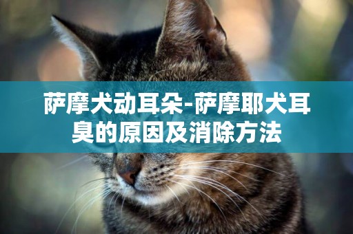 薩摩犬動耳朵-薩摩耶犬耳臭的原因及消除方法