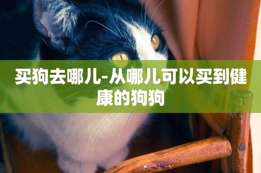 買狗去哪兒-從哪兒可以買到健康的狗狗