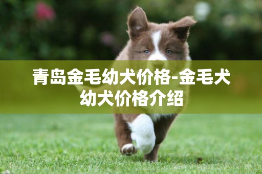 青島金毛幼犬價格-金毛犬幼犬價格介紹