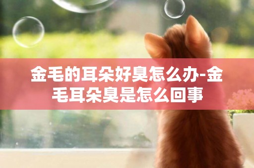 金毛的耳朵好臭怎么辦-金毛耳朵臭是怎么回事