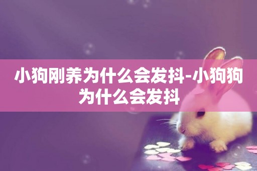 小狗剛養為什么會發抖-小狗狗為什么會發抖
