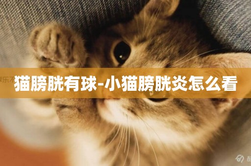 貓膀胱有球-小貓膀胱炎怎么看