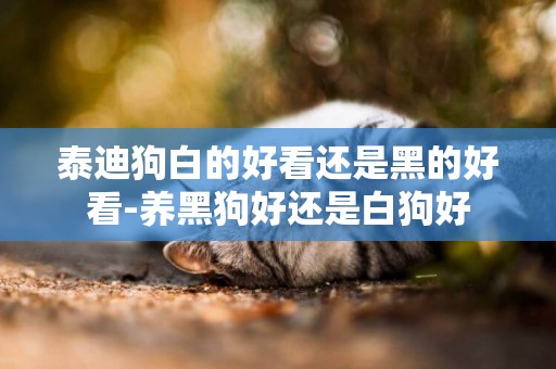 泰迪狗白的好看還是黑的好看-養黑狗好還是白狗好