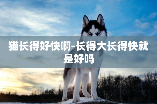 貓長得好快啊-長得大長得快就是好嗎