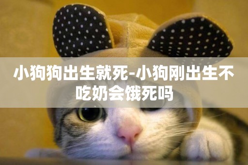 小狗狗出生就死-小狗剛出生不吃奶會餓死嗎
