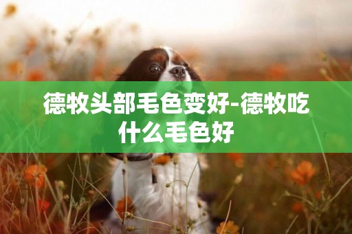 德牧頭部毛色變好-德牧吃什么毛色好