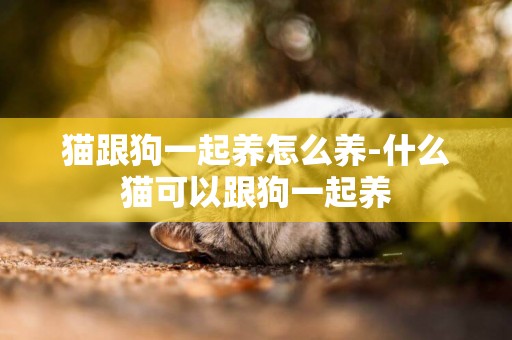 貓跟狗一起養怎么養-什么貓可以跟狗一起養