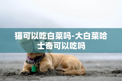貓可以吃白菜嗎-大白菜哈士奇可以吃嗎