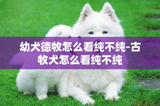 幼犬德牧怎么看純不純-古牧犬怎么看純不純