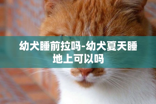 幼犬睡前拉嗎-幼犬夏天睡地上可以嗎