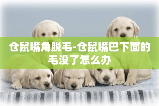 倉鼠嘴角脫毛-倉鼠嘴巴下面的毛沒了怎么辦