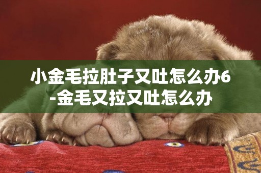 小金毛拉肚子又吐怎么辦6-金毛又拉又吐怎么辦