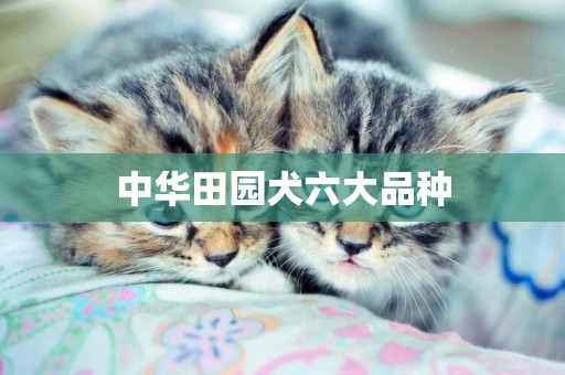 中華田園犬六大品種