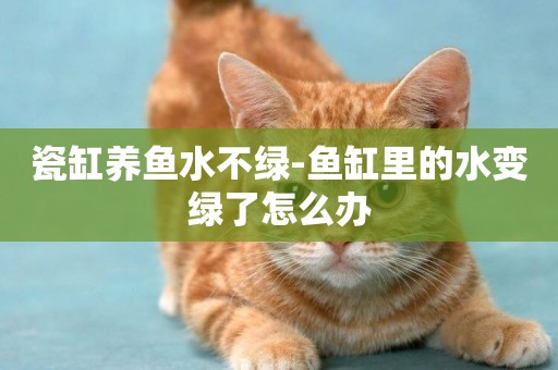瓷缸養魚水不綠-魚缸里的水變綠了怎么辦