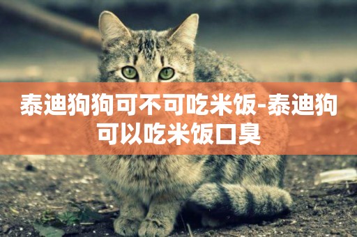 泰迪狗狗可不可吃米飯-泰迪狗可以吃米飯口臭