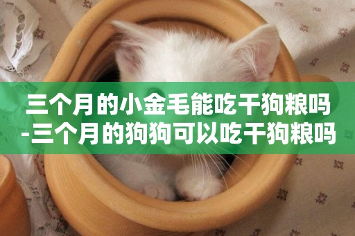 三個月的小金毛能吃干狗糧嗎-三個月的狗狗可以吃干狗糧嗎