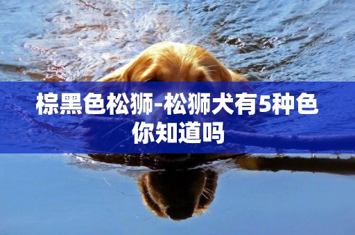 棕黑色松獅-松獅犬有5種色你知道嗎