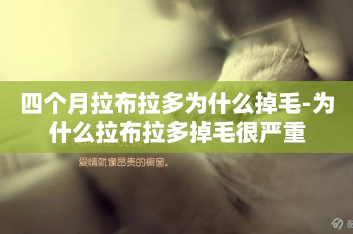 四個月拉布拉多為什么掉毛-為什么拉布拉多掉毛很嚴重