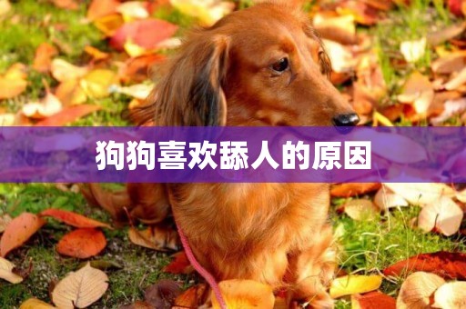 狗狗喜歡舔人的原因