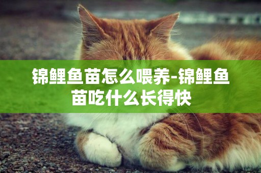 錦鯉魚苗怎么喂養-錦鯉魚苗吃什么長得快