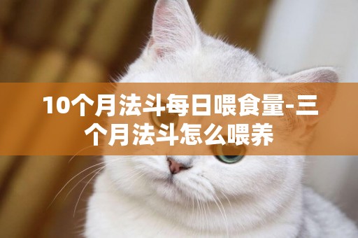 10個月法斗每日喂食量-三個月法斗怎么喂養