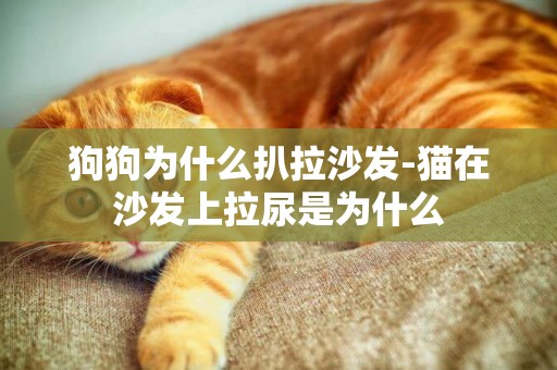 狗狗為什么扒拉沙發-貓在沙發上拉尿是為什么