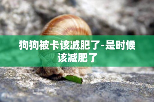 狗狗被卡該減肥了-是時候該減肥了