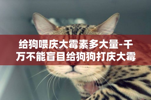 給狗喂慶大霉素多大量-千萬不能盲目給狗狗打慶大霉素