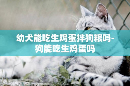 幼犬能吃生雞蛋拌狗糧嗎-狗能吃生雞蛋嗎
