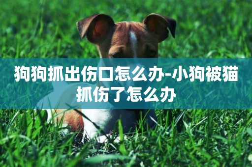 狗狗抓出傷口怎么辦-小狗被貓抓傷了怎么辦