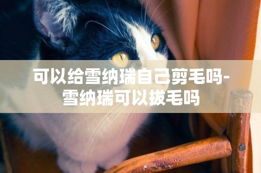 可以給雪納瑞自己剪毛嗎-雪納瑞可以拔毛嗎