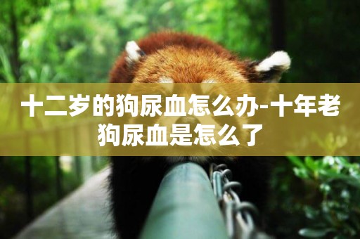 十二歲的狗尿血怎么辦-十年老狗尿血是怎么了