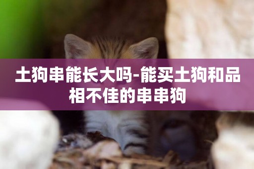 土狗串能長大嗎-能買土狗和品相不佳的串串狗