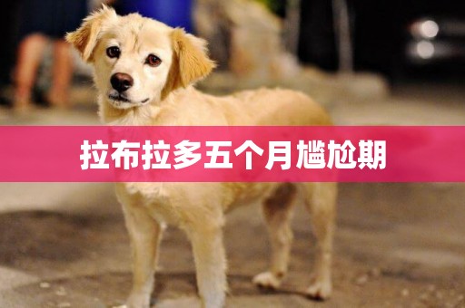 拉布拉多五個月尷尬期