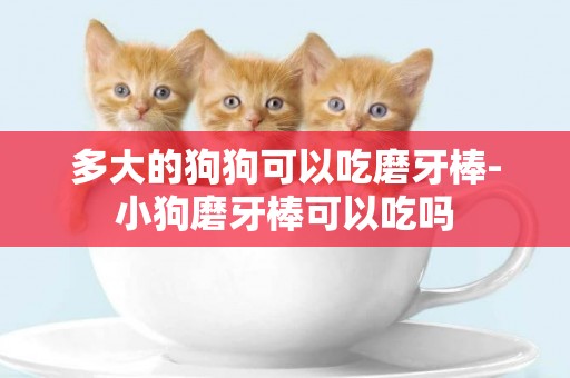 多大的狗狗可以吃磨牙棒-小狗磨牙棒可以吃嗎