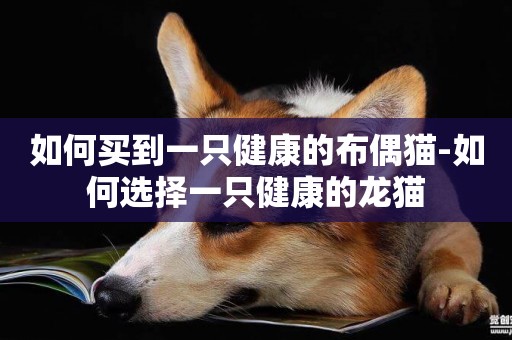 如何買到一只健康的布偶貓-如何選擇一只健康的龍貓