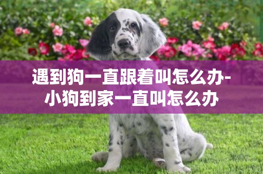遇到狗一直跟著叫怎么辦-小狗到家一直叫怎么辦