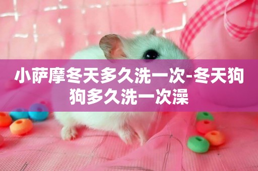 小薩摩冬天多久洗一次-冬天狗狗多久洗一次澡