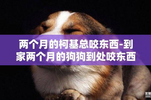 兩個月的柯基總咬東西-到家兩個月的狗狗到處咬東西