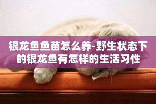 銀龍魚魚苗怎么養-野生狀態下的銀龍魚有怎樣的生活習性