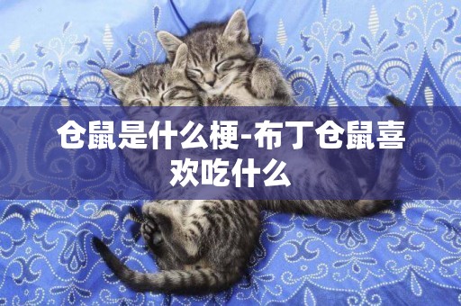 倉鼠是什么梗-布丁倉鼠喜歡吃什么