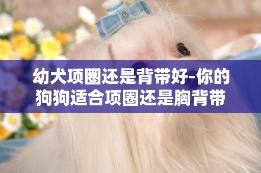 幼犬項圈還是背帶好-你的狗狗適合項圈還是胸背帶