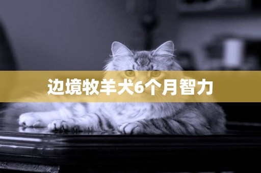 邊境牧羊犬6個月智力