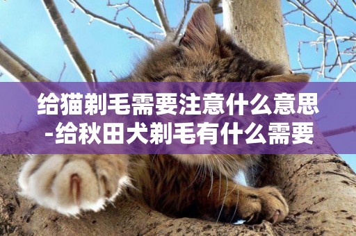 給貓剃毛需要注意什么意思-給秋田犬剃毛有什么需要注意的嗎